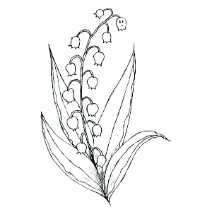 Le Muguet du mois de Mai