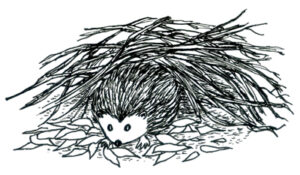 Un abri pour les hérissons, par Zoé