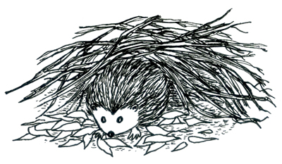 Un abri pour les hérissons, par Zoé