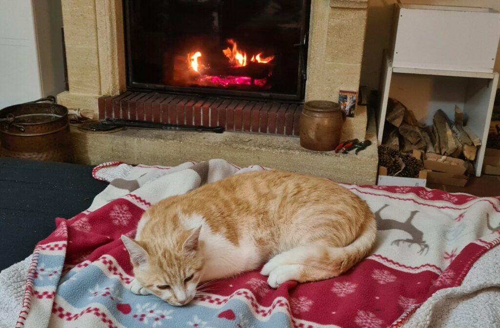 Vous avez un message... Miaou !