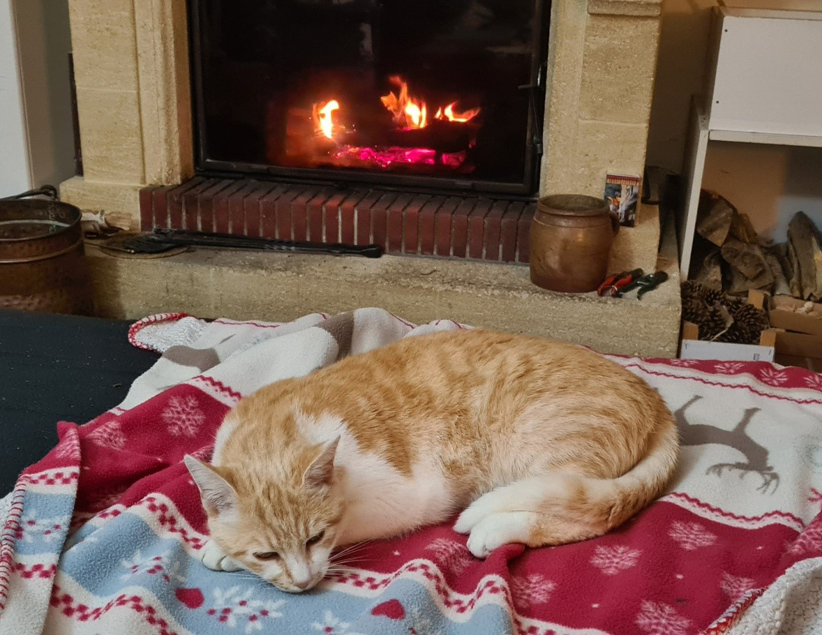 Vous avez un message... Miaou !