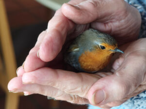 Prince, moi et le bientôt printemps