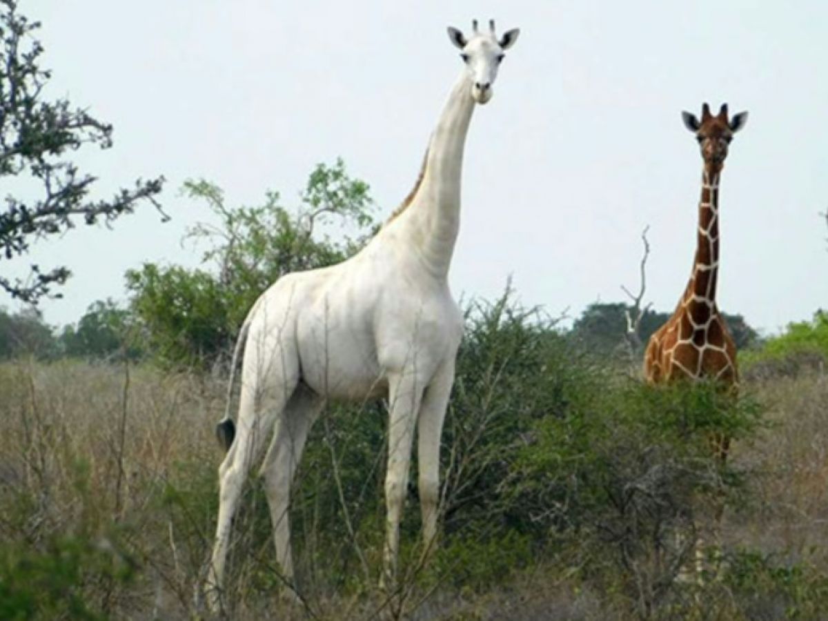 La girafe blanche